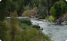 Peaceful view of Eagle River flowing through lush greenery and scattered rocks—showcasing the natural beauty of Colorado's mountain landscape.